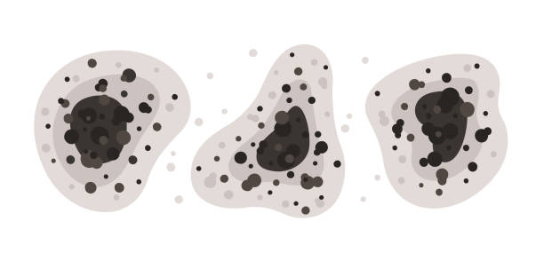 Best Mold-Related Health Consultation  in Boynton Beach, FL