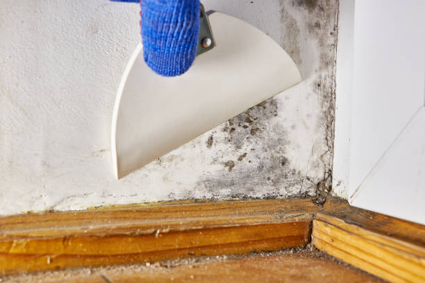 Best Emergency Mold Remediation  in Boynton Beach, FL